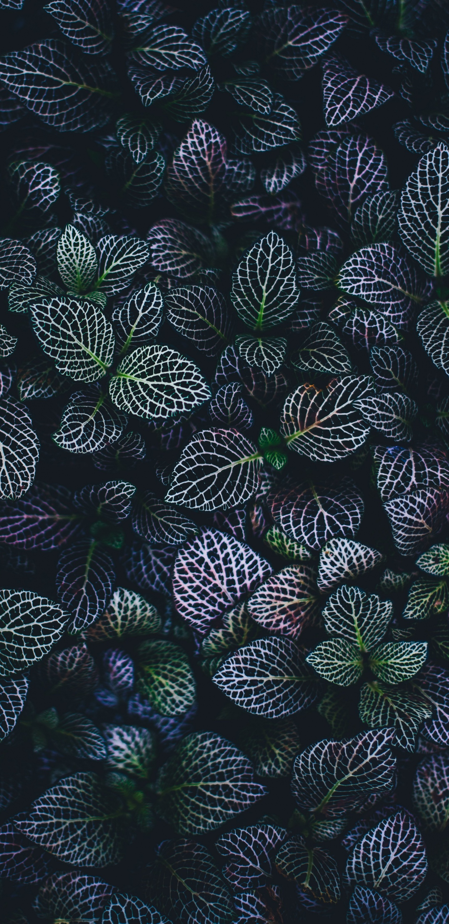 Hojas Negras, Verdes y Blancas. Wallpaper in 1440x2960 Resolution