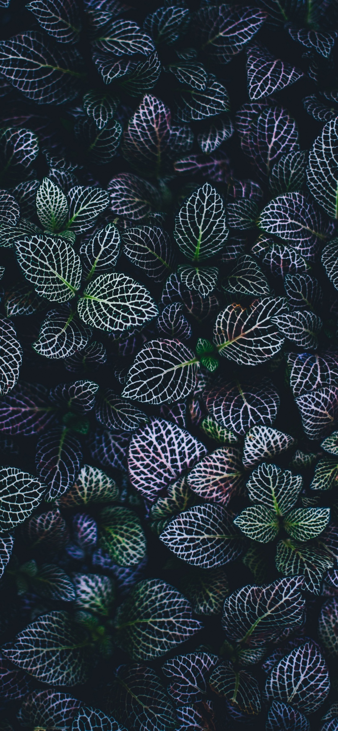 工厂, 安卓 壁纸 1125x2436 允许