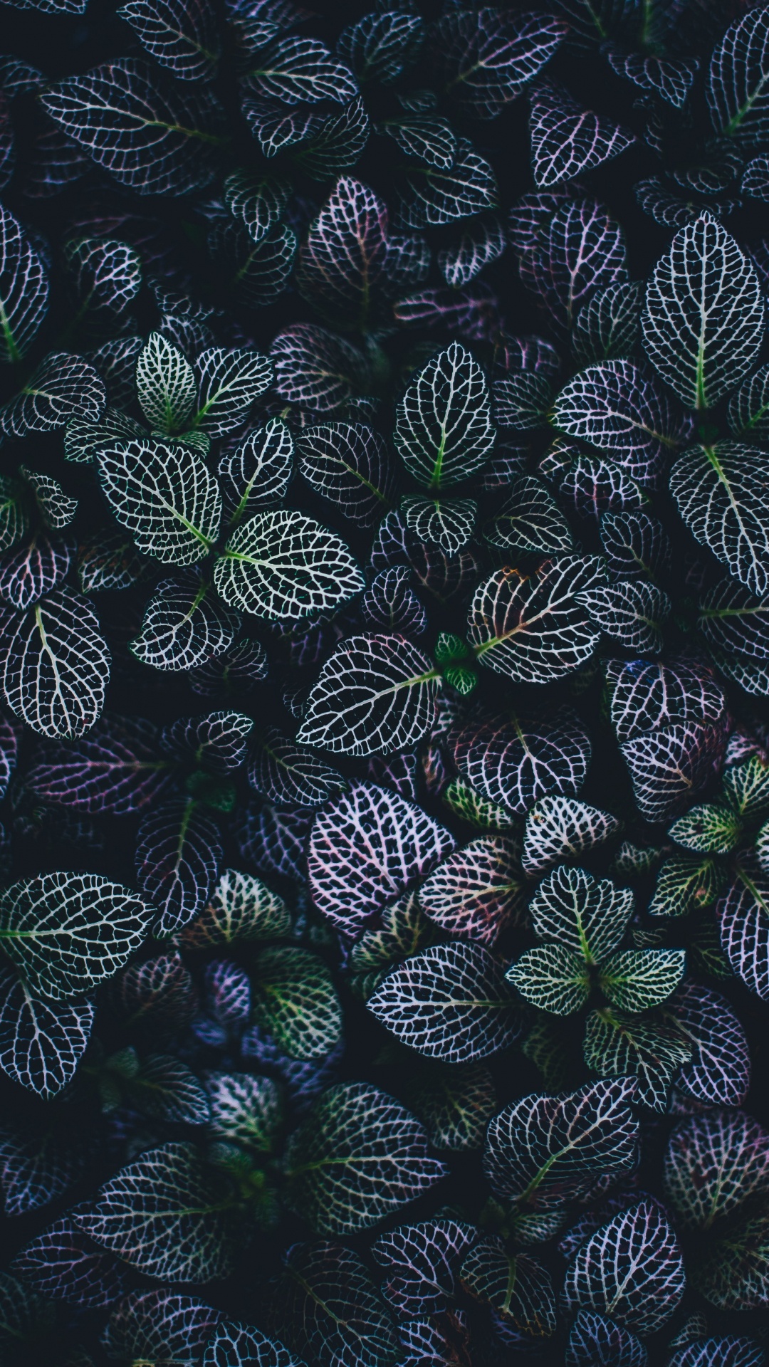 Black Green and White Leaves. Wallpaper in 1080x1920 Resolution