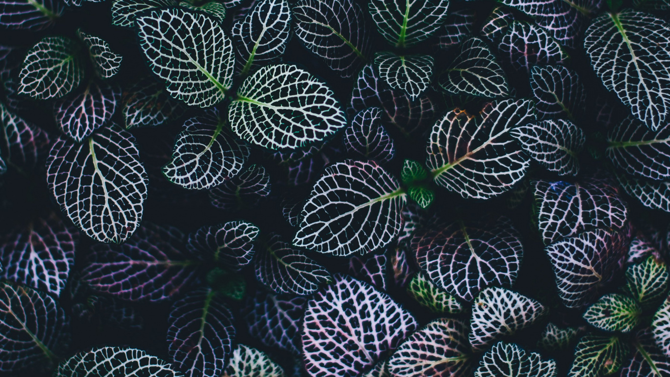 Black Green and White Leaves. Wallpaper in 1366x768 Resolution