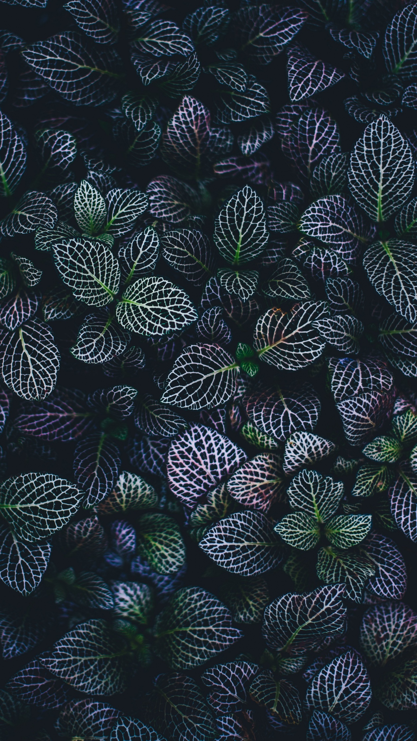 Black Green and White Leaves. Wallpaper in 1440x2560 Resolution
