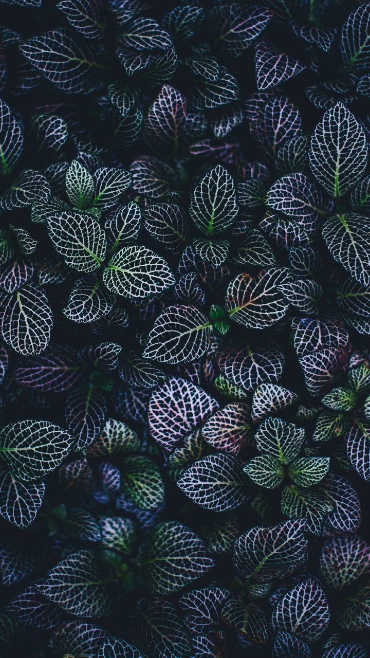 Black Green and White Leaves. Wallpaper in 720x1280 Resolution