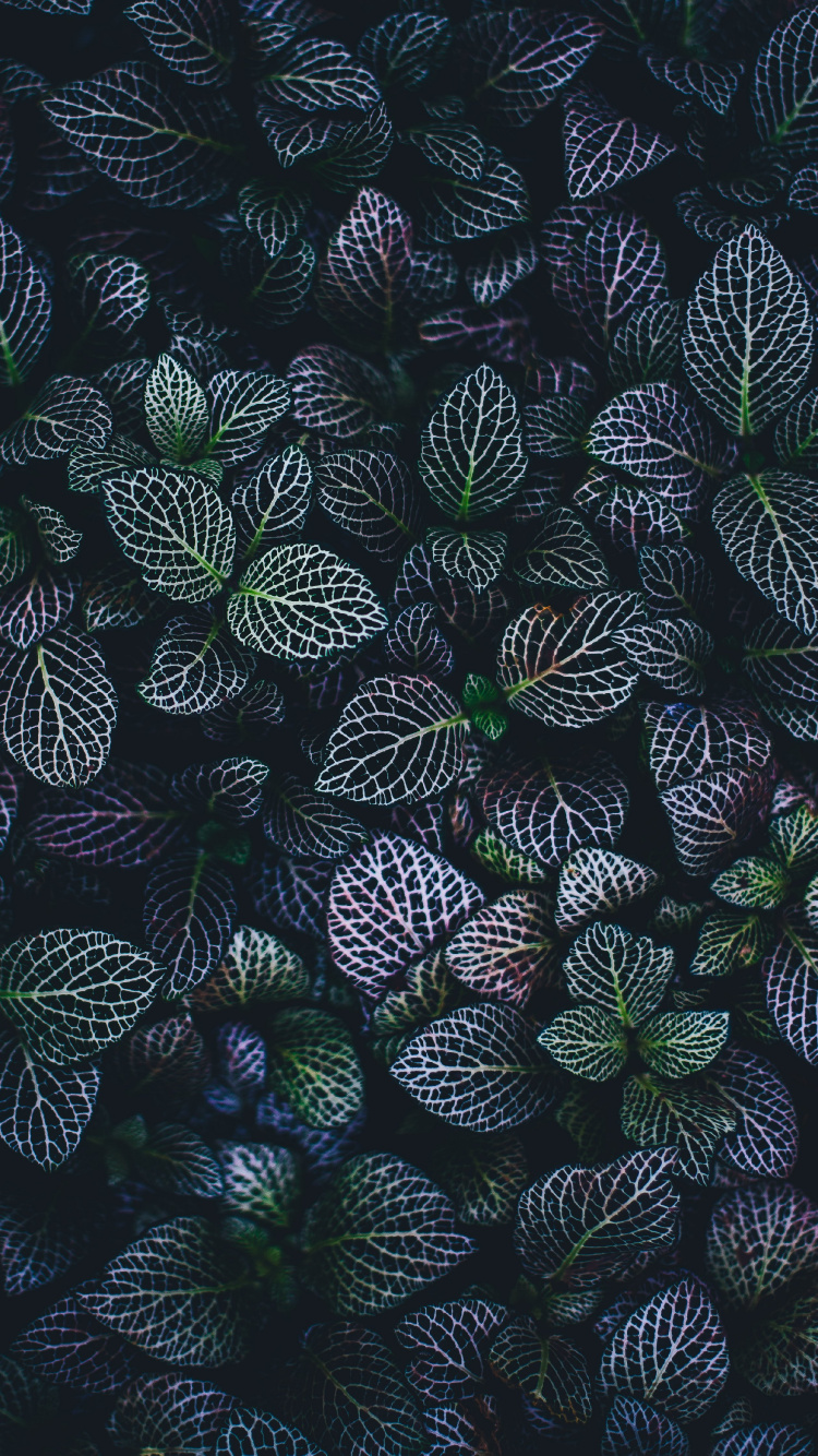 Black Green and White Leaves. Wallpaper in 750x1334 Resolution