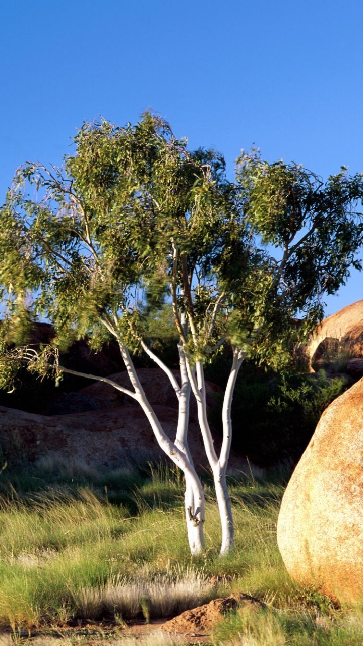 Formation de Roche Brune Sur le Terrain D'herbe Verte Pendant la Journée. Wallpaper in 720x1280 Resolution