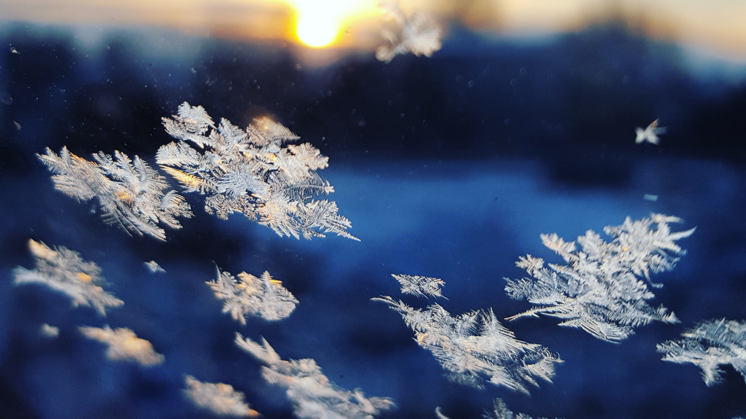 雪花, 气氛, 自然景观, 树枝, 手势 壁纸 2560x1440 允许