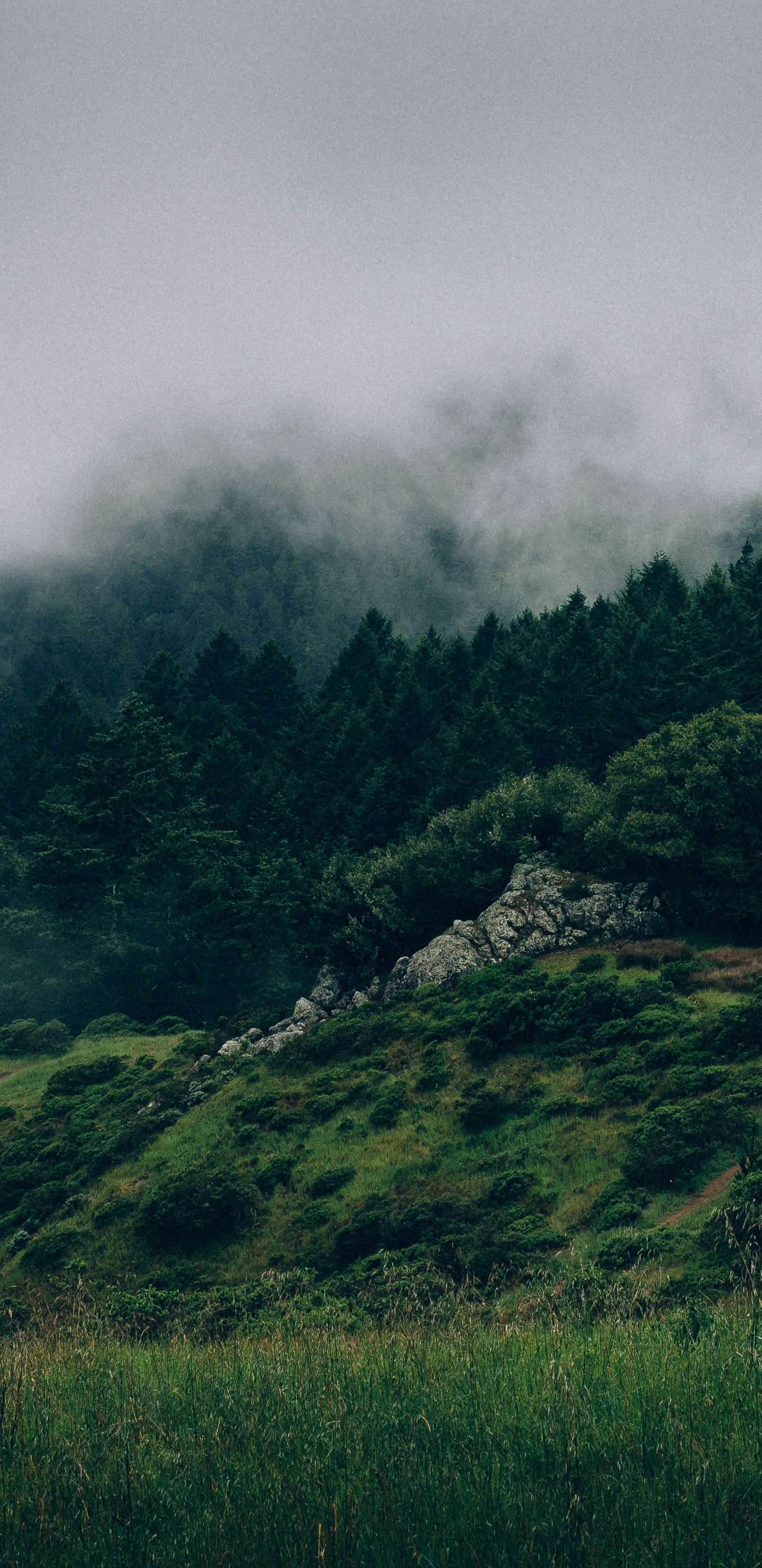 Campo de Hierba Verde Bajo Nubes Grises. Wallpaper in 1440x2960 Resolution