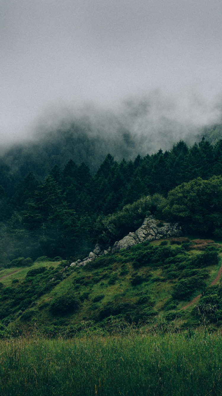 Champ D'herbe Verte Sous Les Nuages Gris. Wallpaper in 750x1334 Resolution
