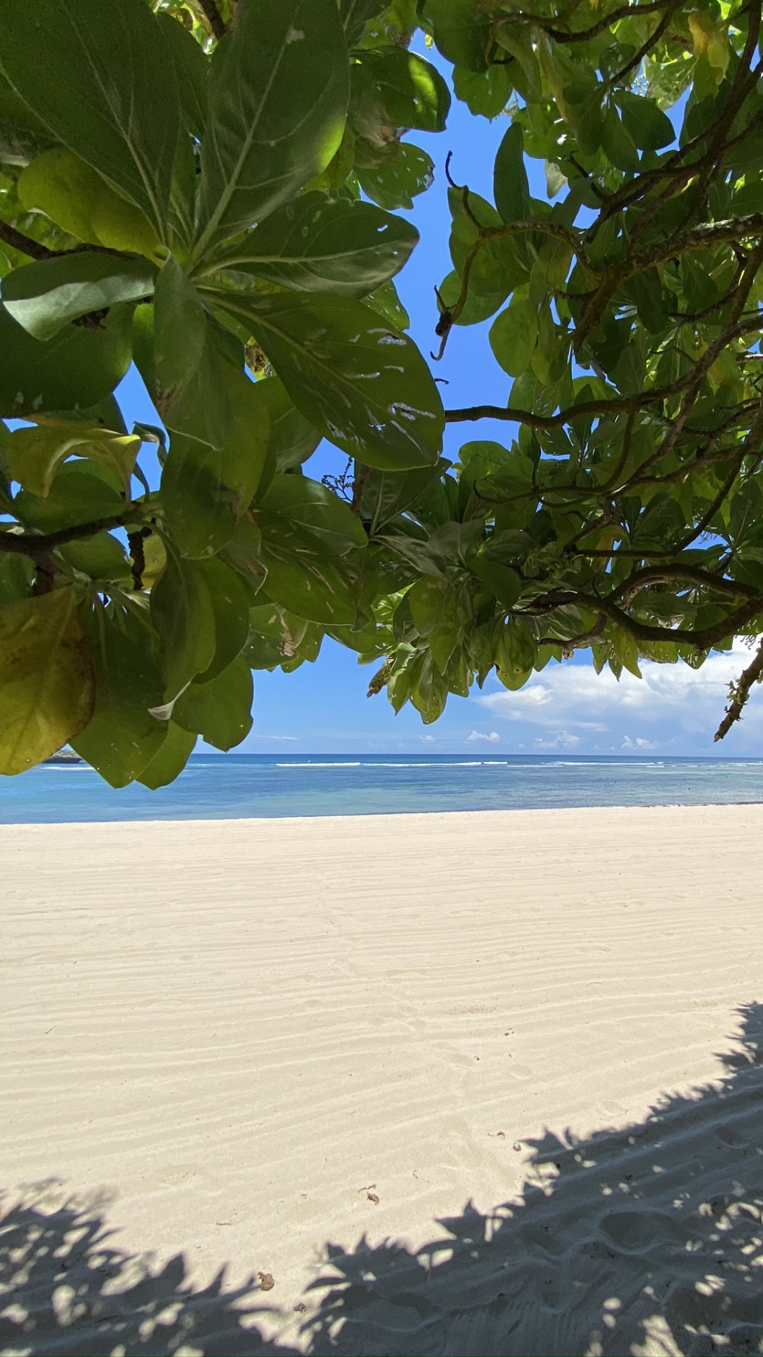 Agua, la Vegetación, Bioma, Sucursal, Arena. Wallpaper in 1080x1920 Resolution