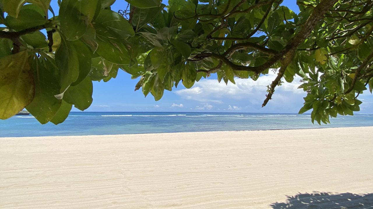 Agua, la Vegetación, Bioma, Sucursal, Arena. Wallpaper in 1280x720 Resolution