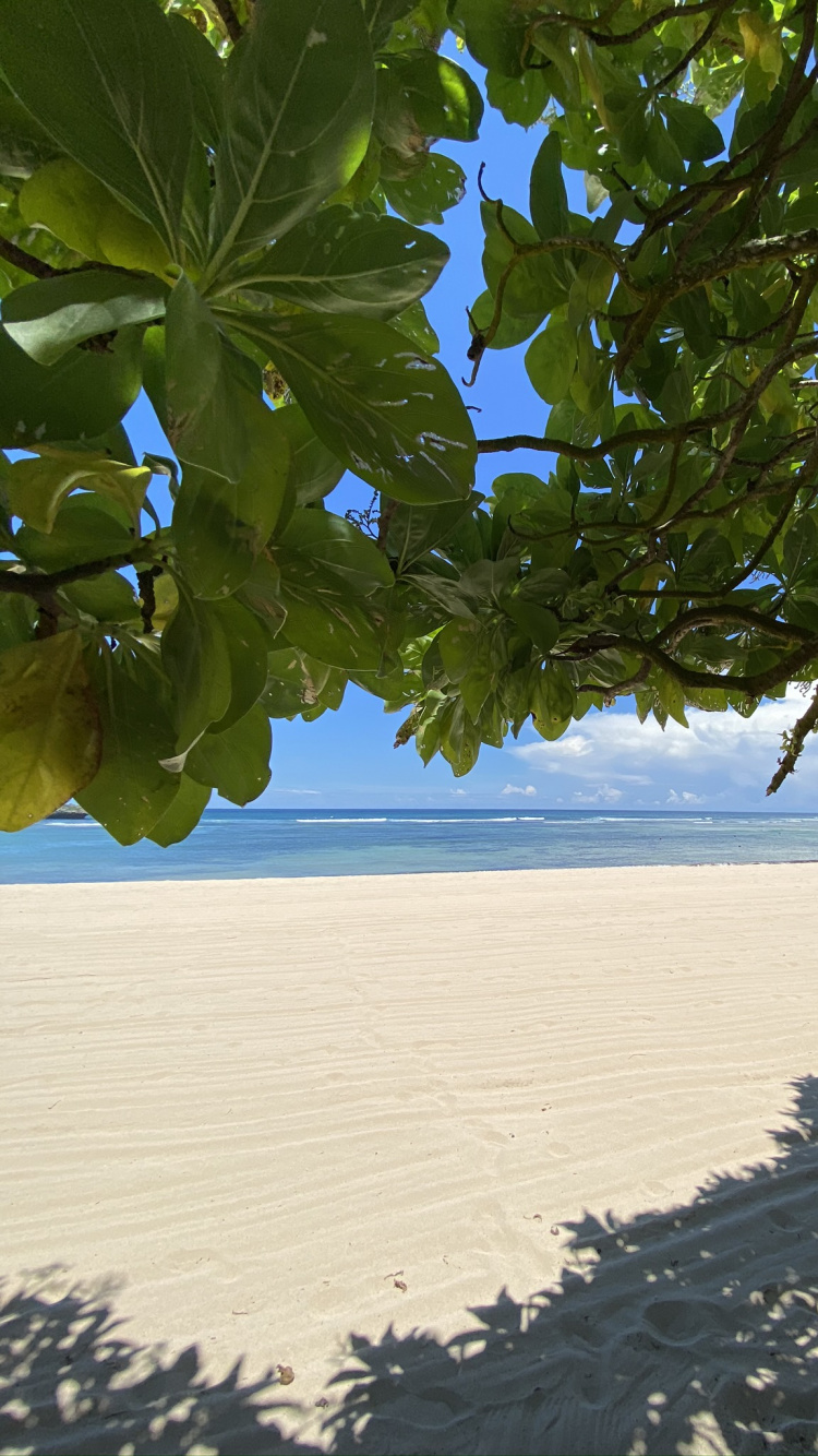 Feuille, Eau, Végétation, Biome, Sand. Wallpaper in 750x1334 Resolution