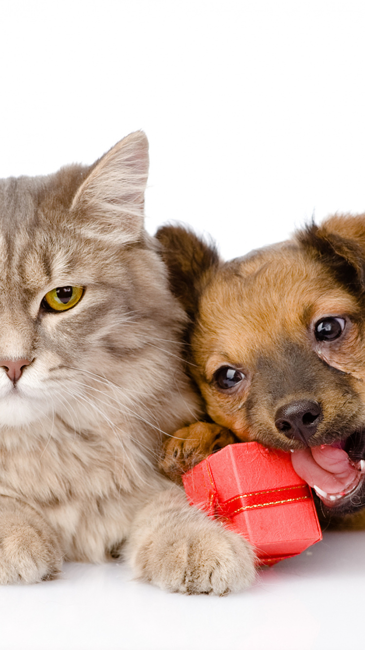 Peluche Chat Tigré Marron et Chien Marron. Wallpaper in 750x1334 Resolution