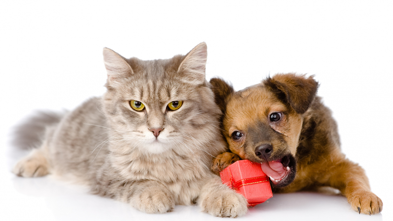 Brown Tabby Cat and Brown Dog Plush Toy. Wallpaper in 1366x768 Resolution