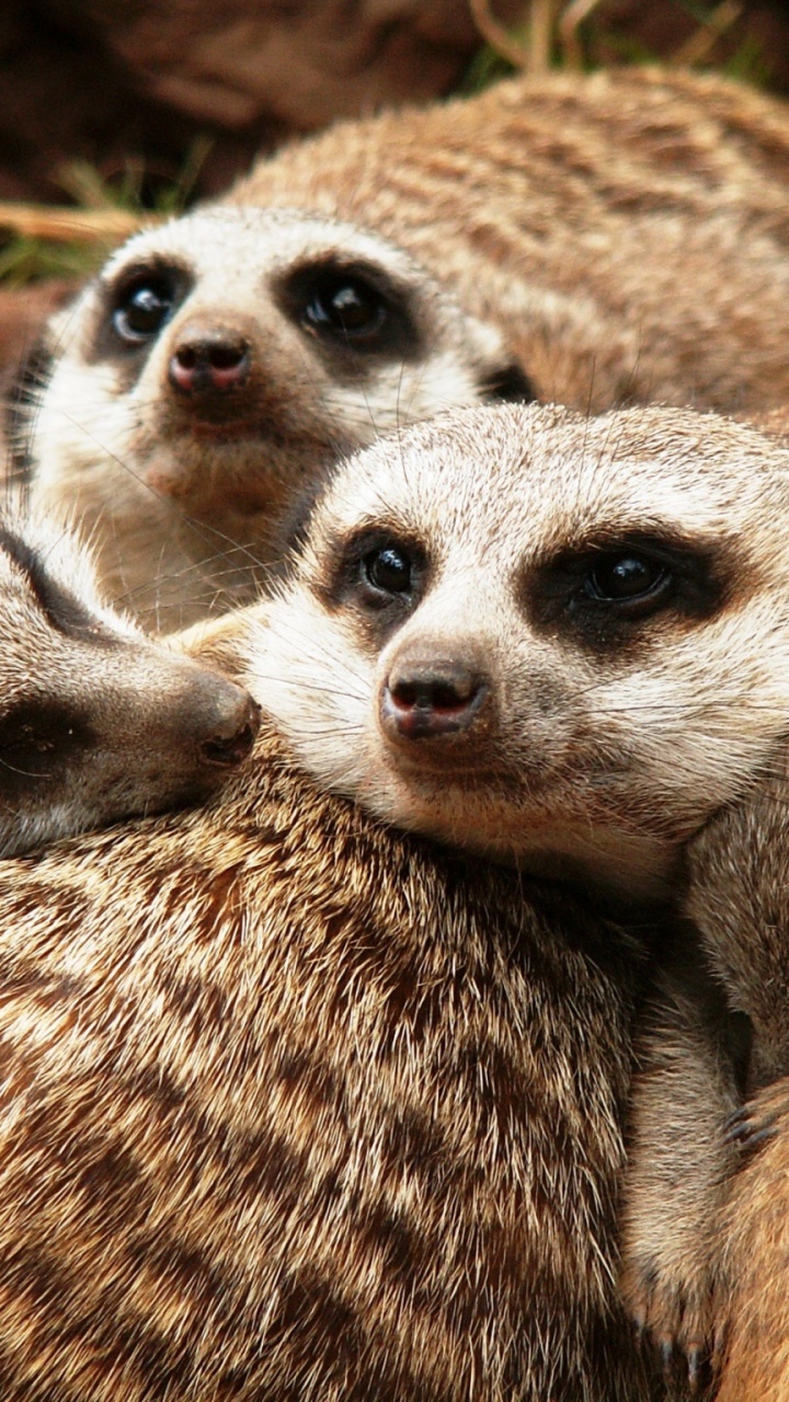 Braunes Und Weißes Tier Auf Braunem Und Schwarzem Stoff Mit Leopardenmuster. Wallpaper in 720x1280 Resolution