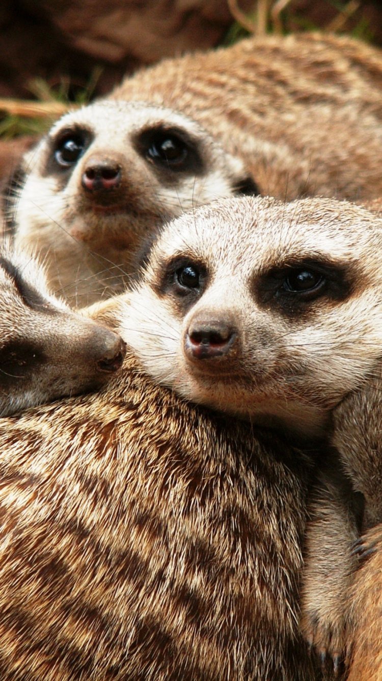 Braunes Und Weißes Tier Auf Braunem Und Schwarzem Stoff Mit Leopardenmuster. Wallpaper in 750x1334 Resolution