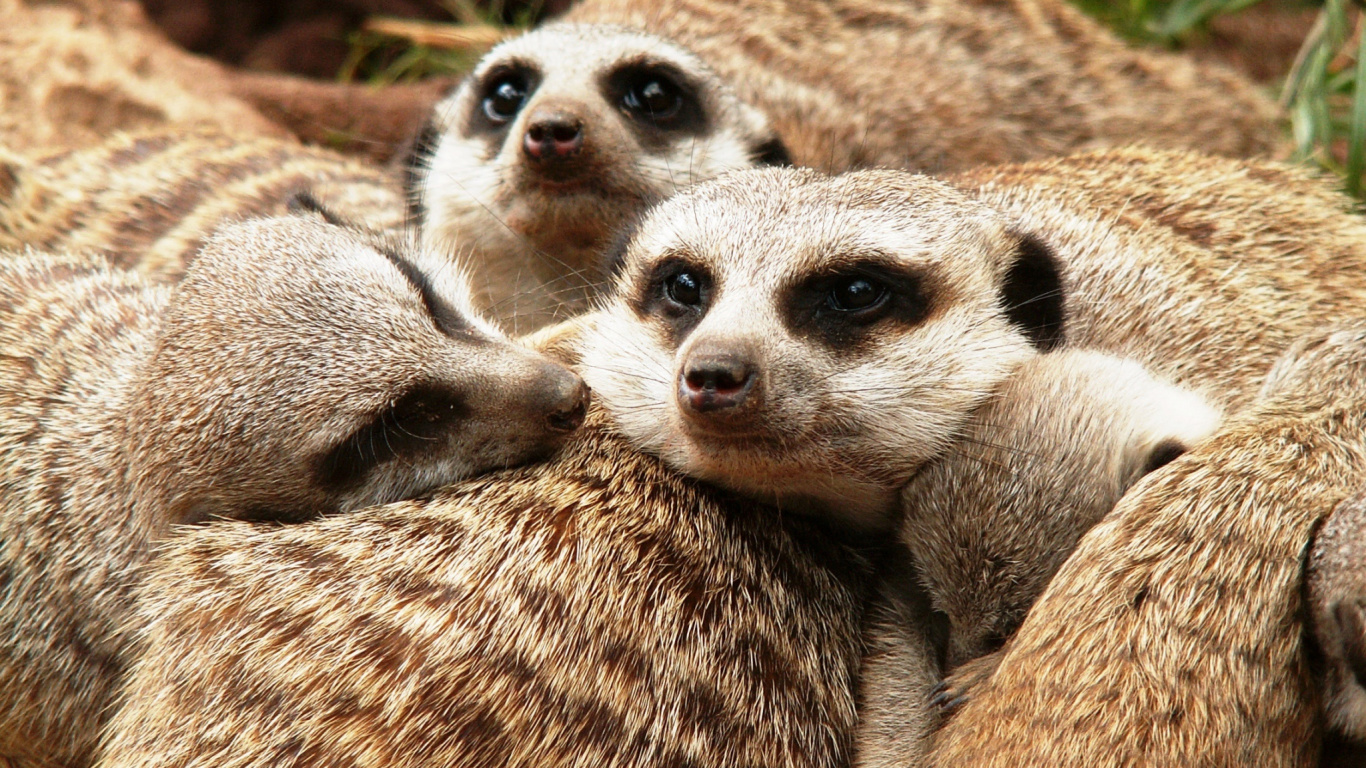 Animal Marrón y Blanco Sobre Textil Estampado Leopardo Marrón y Negro. Wallpaper in 1366x768 Resolution