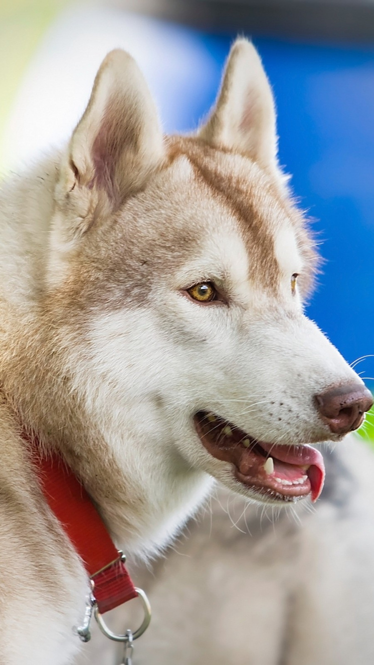 Husky Siberiano Marrón y Blanco. Wallpaper in 750x1334 Resolution