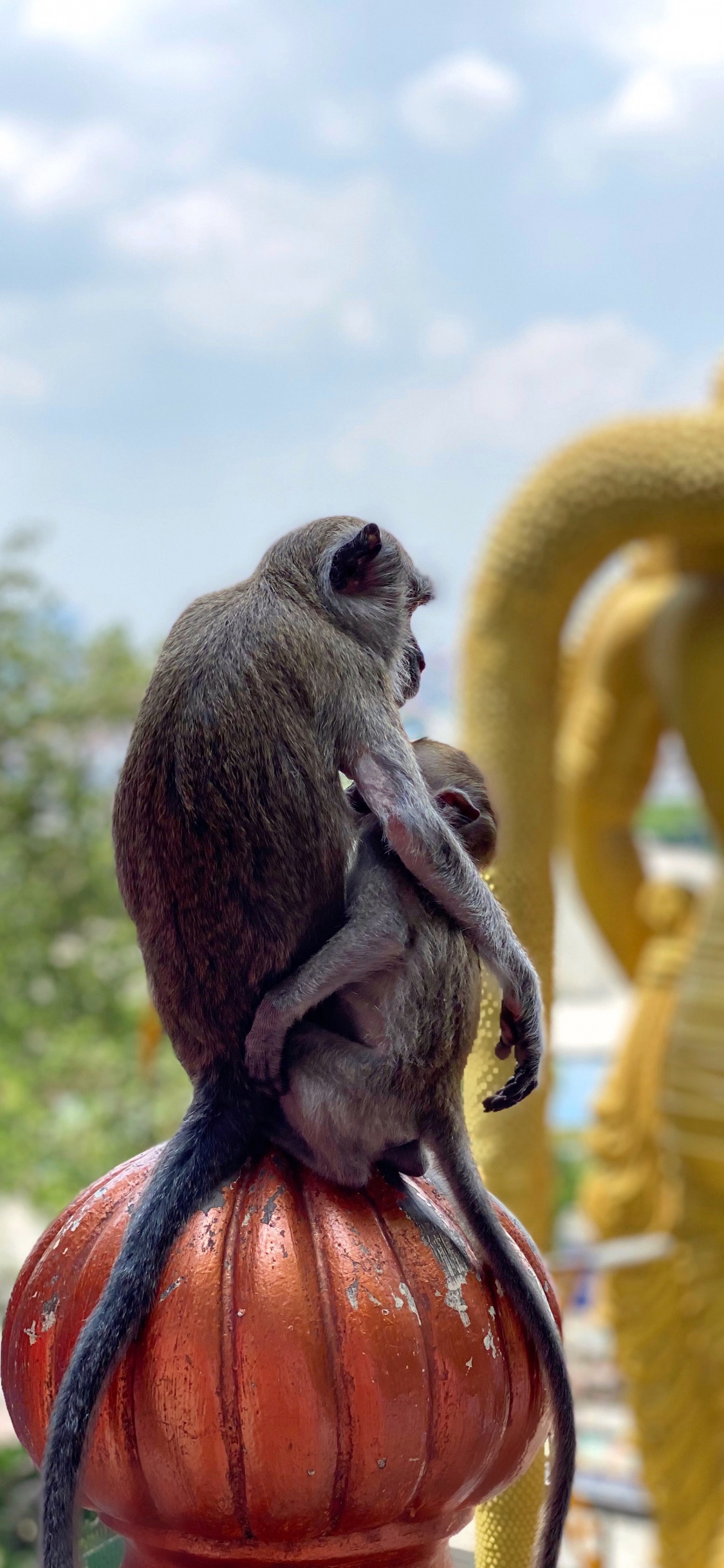 Tempel, Affen Der Alten Welt, Wissenschaft, Biologie, Tageszeit. Wallpaper in 1125x2436 Resolution