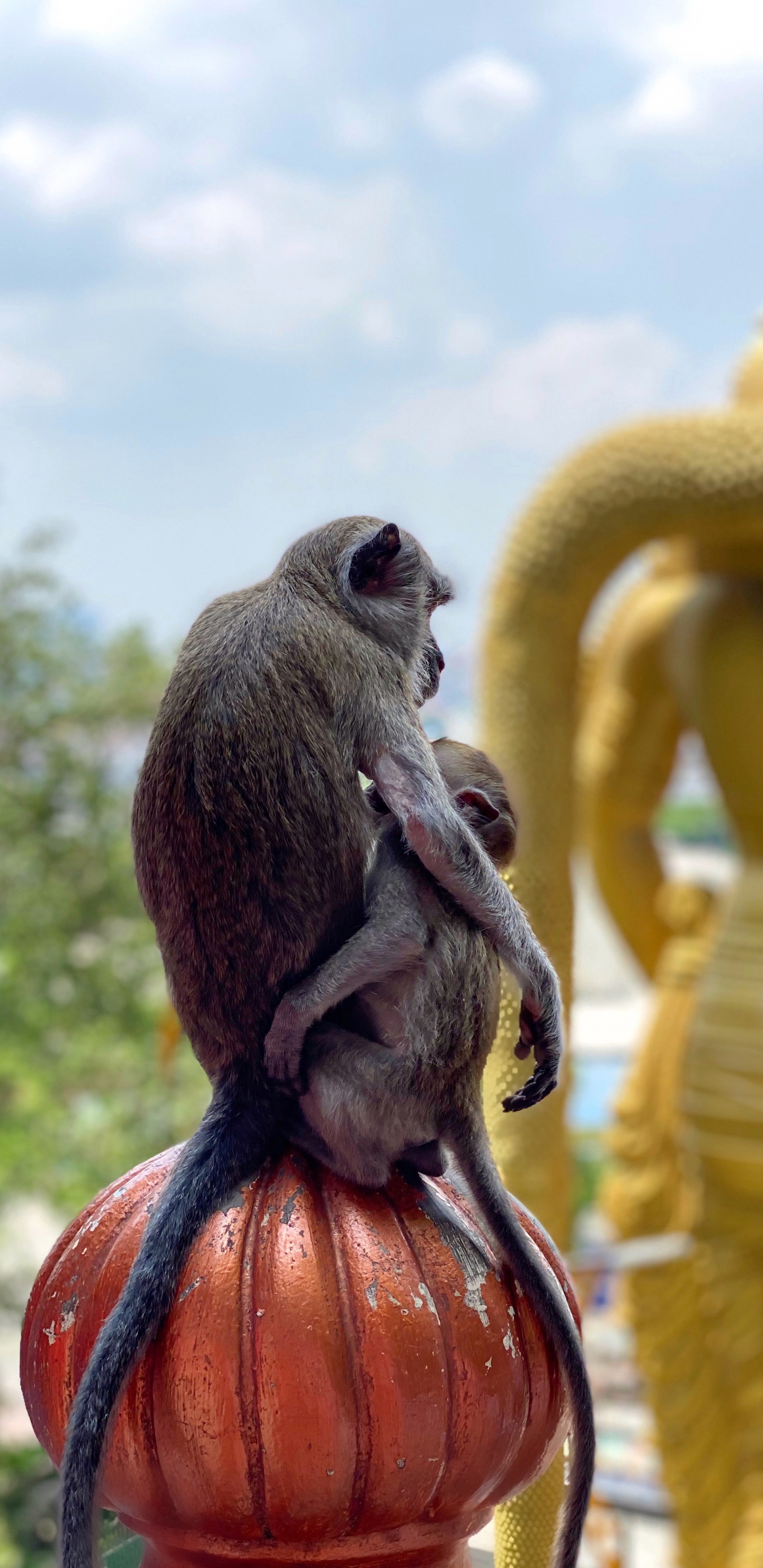 Tempel, Affen Der Alten Welt, Wissenschaft, Biologie, Tageszeit. Wallpaper in 1440x2960 Resolution