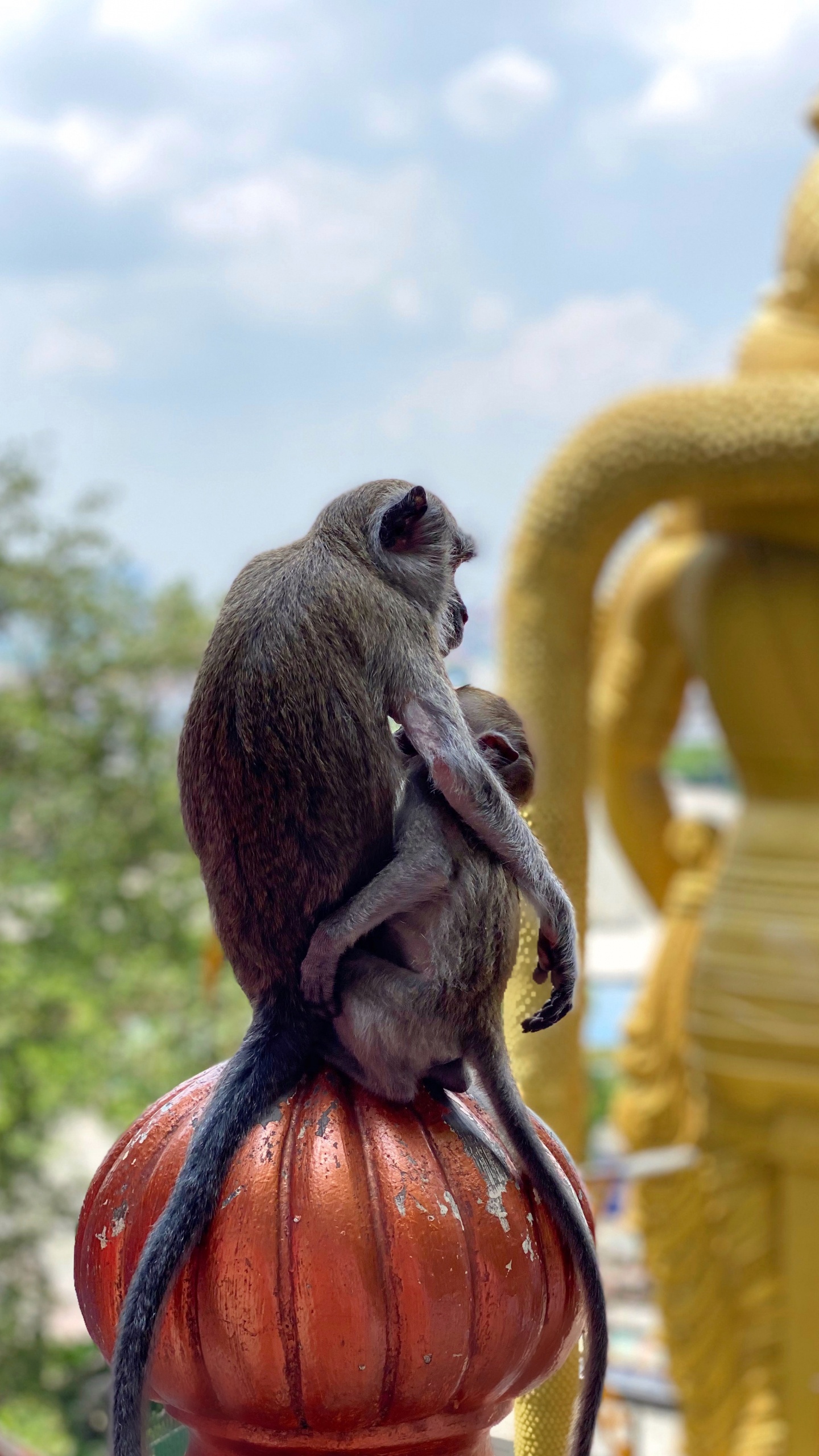 Temple, Old World Monkeys, Science, Biology, Daytime. Wallpaper in 1440x2560 Resolution