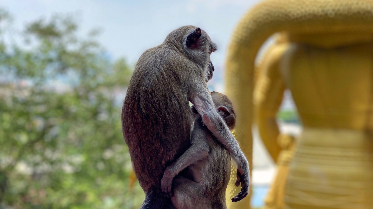 Temple, Singes du Vieux Monde, Sciences, Biologie, la Journée. Wallpaper in 1280x720 Resolution