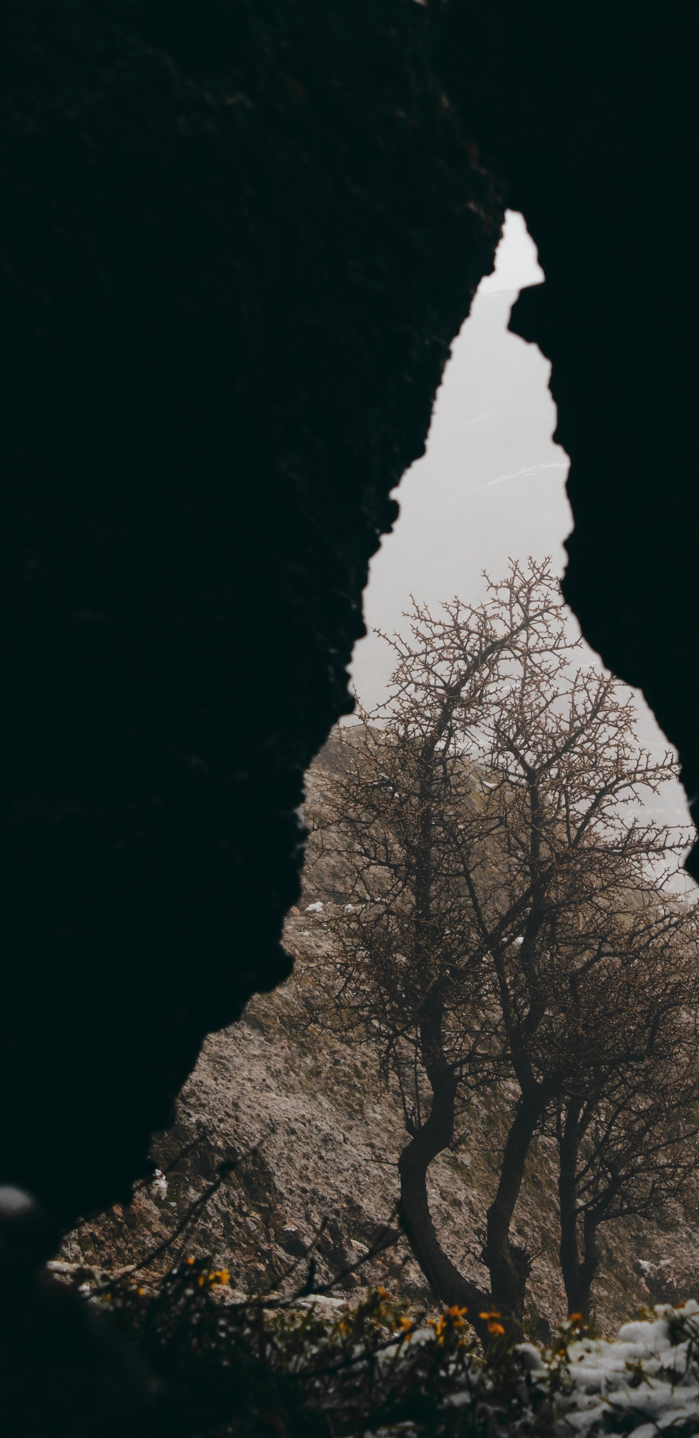 Negro, Sucursal, Árbol M, Planta Leñosa, Mineral. Wallpaper in 1440x2960 Resolution