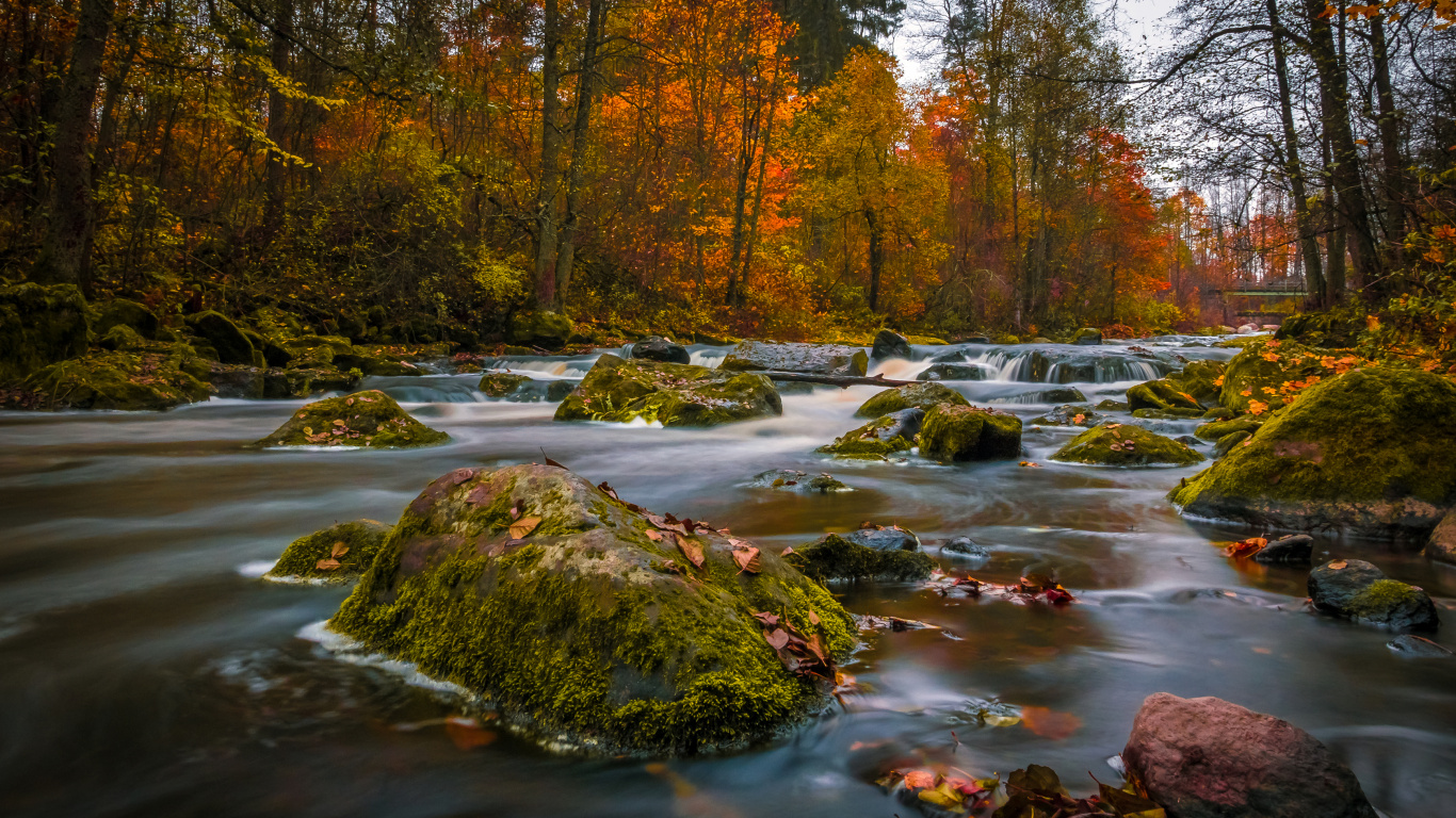 Brown Trees Beside River During Daytime. Wallpaper in 1366x768 Resolution