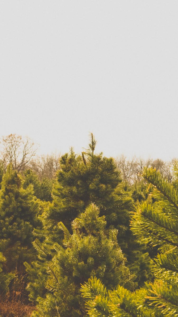 Green and Yellow Trees Under White Sky During Daytime. Wallpaper in 750x1334 Resolution