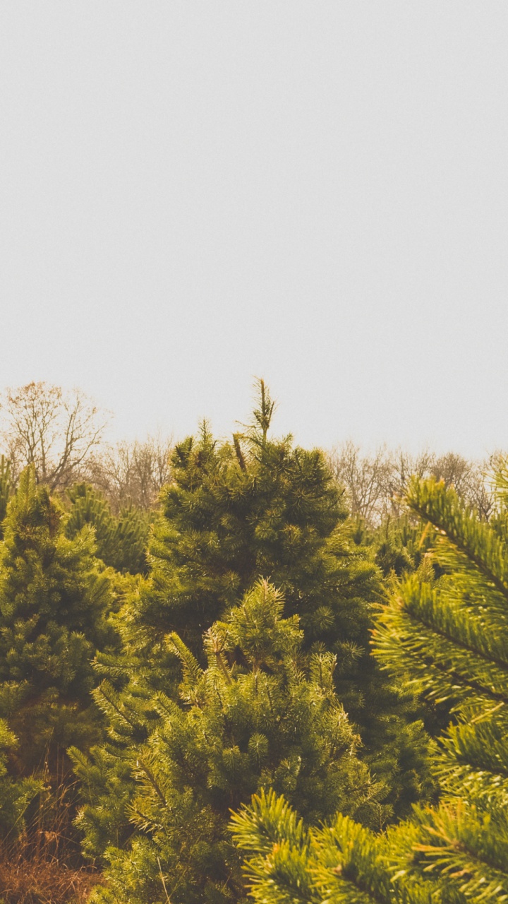 Arbres Verts et Jaunes Sous un Ciel Blanc Pendant la Journée. Wallpaper in 720x1280 Resolution