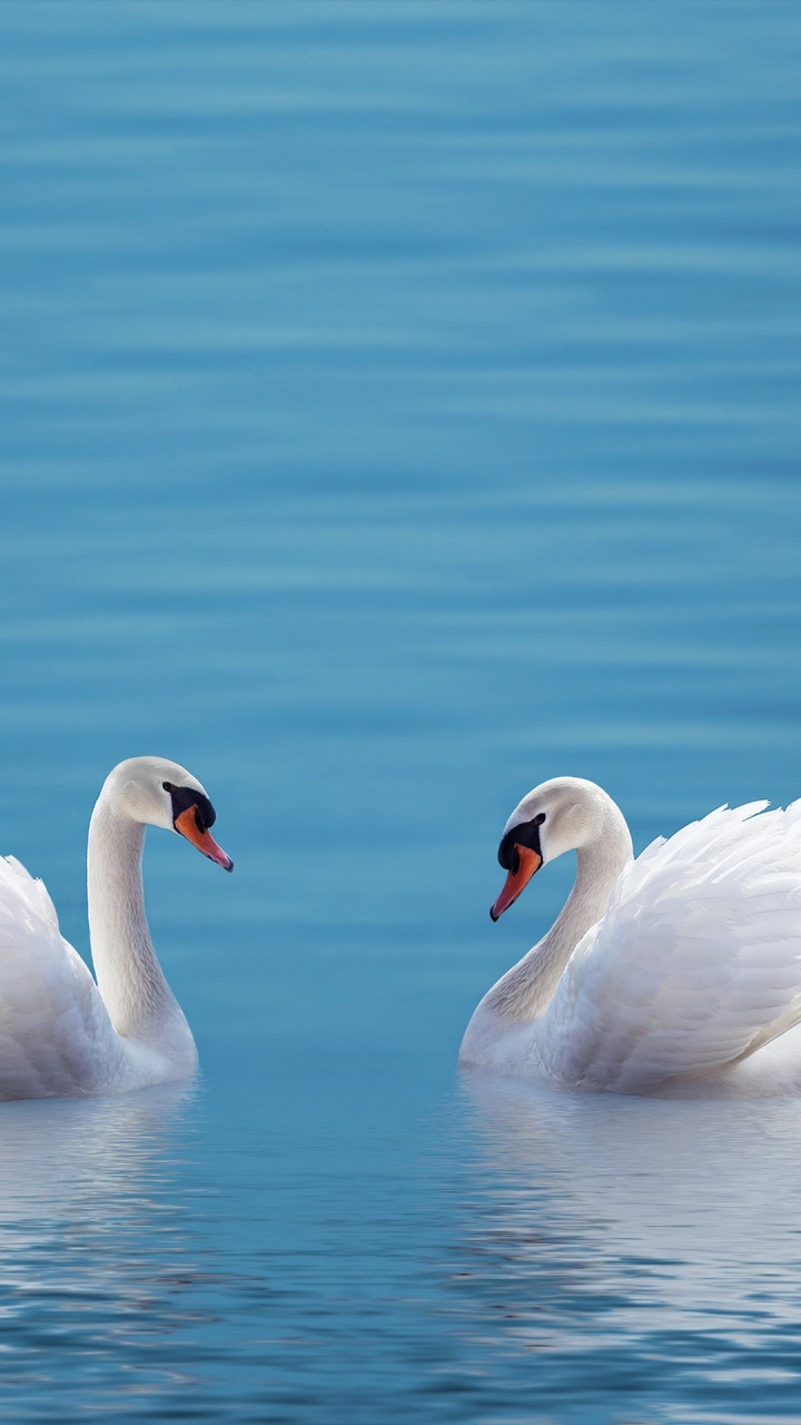 ZTE, ZTE Axon M, Swan, Smartphone, Telefon. Wallpaper in 720x1280 Resolution