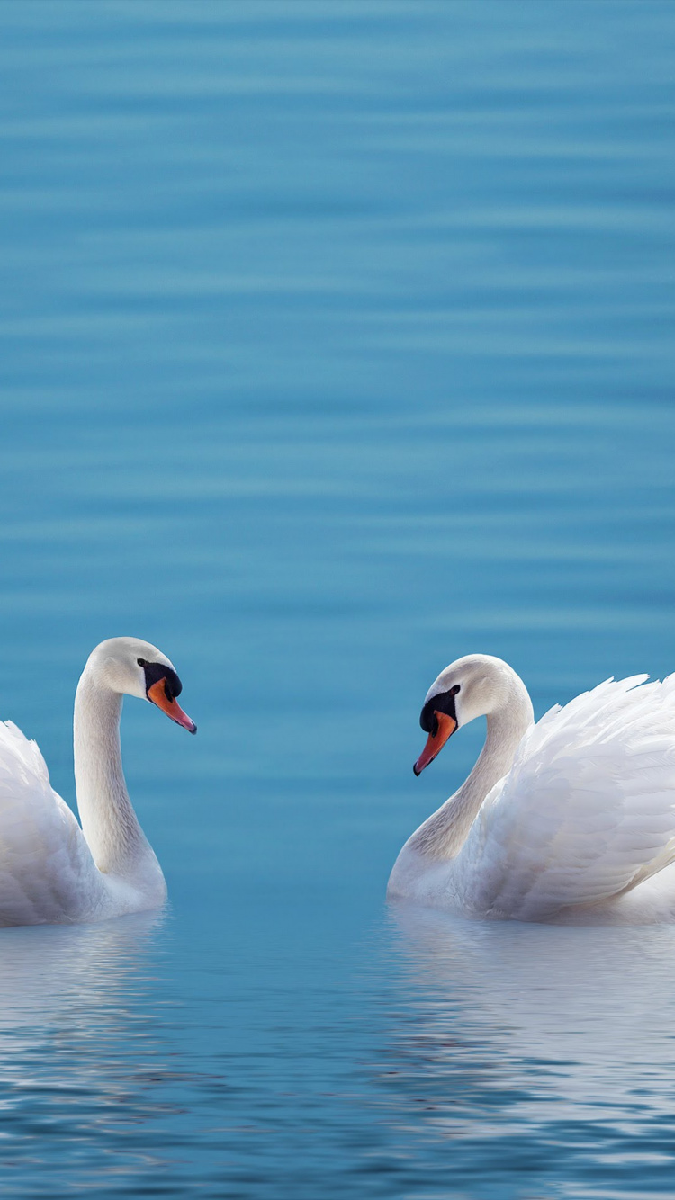 ZTE, ZTE Axon M, Swan, Smartphone, Teléfono. Wallpaper in 750x1334 Resolution