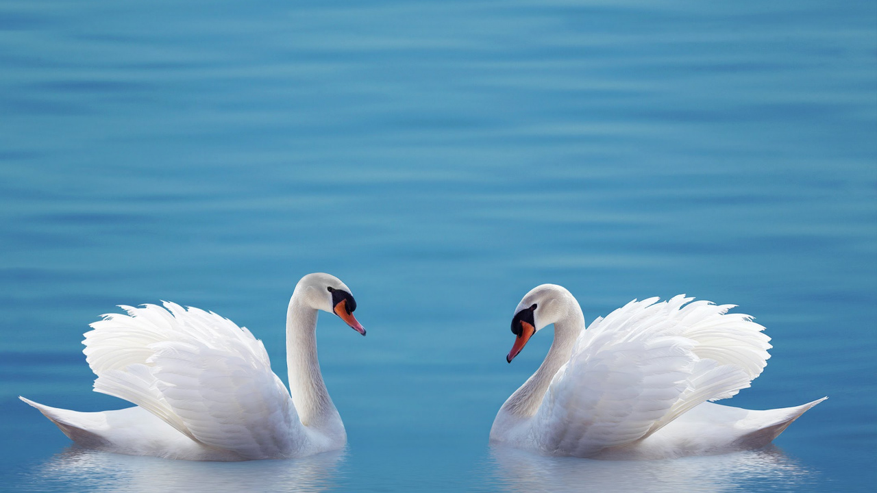 ZTE, ZTE Axon M, Swan, Smartphone, Telephone. Wallpaper in 1280x720 Resolution