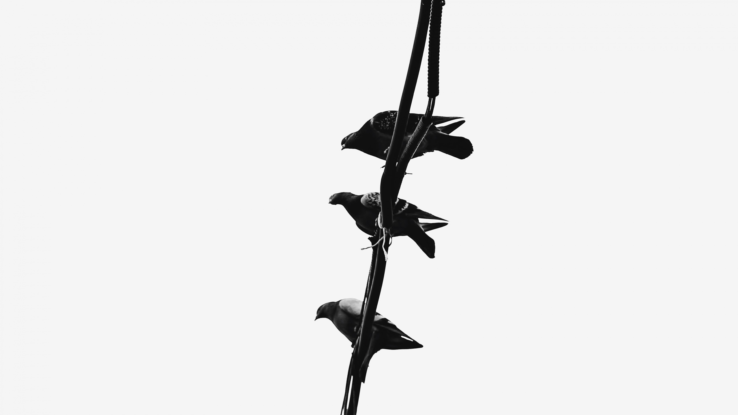 Black and White Bird on Black Tree Branch. Wallpaper in 2560x1440 Resolution