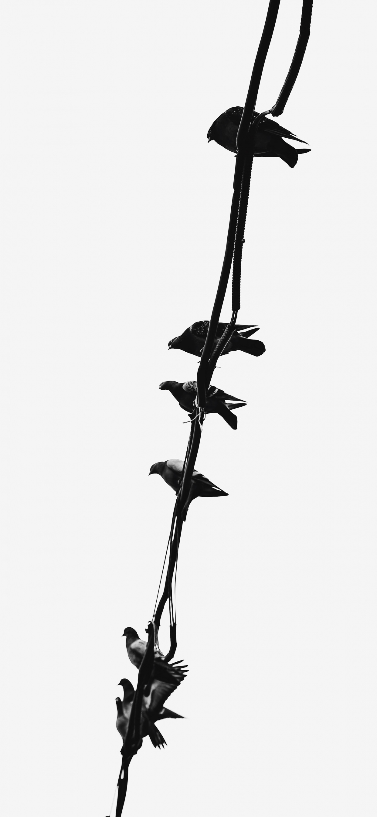 植物干, 树枝, 野花, 黑色的 壁纸 1242x2688 允许