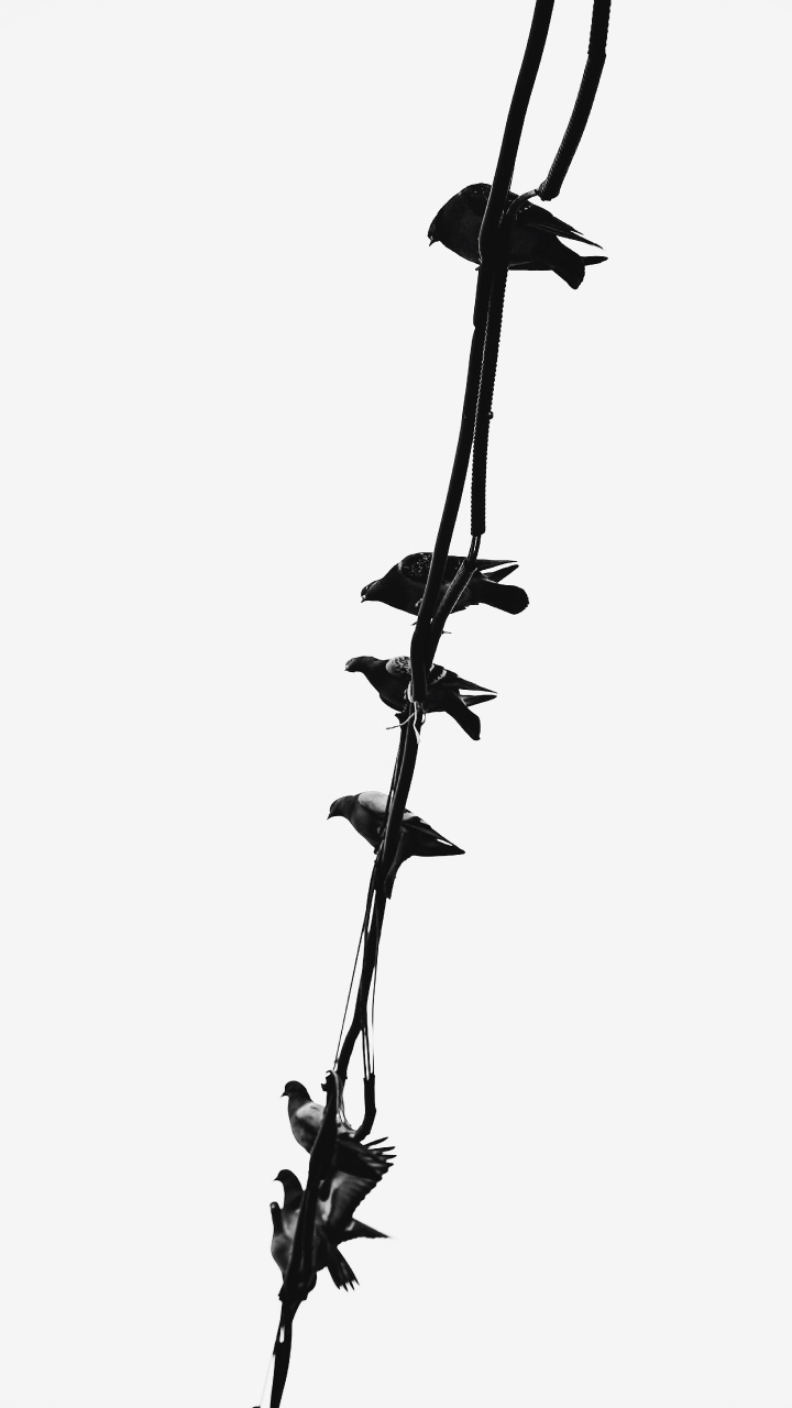 植物干, 树枝, 野花, 黑色的 壁纸 720x1280 允许