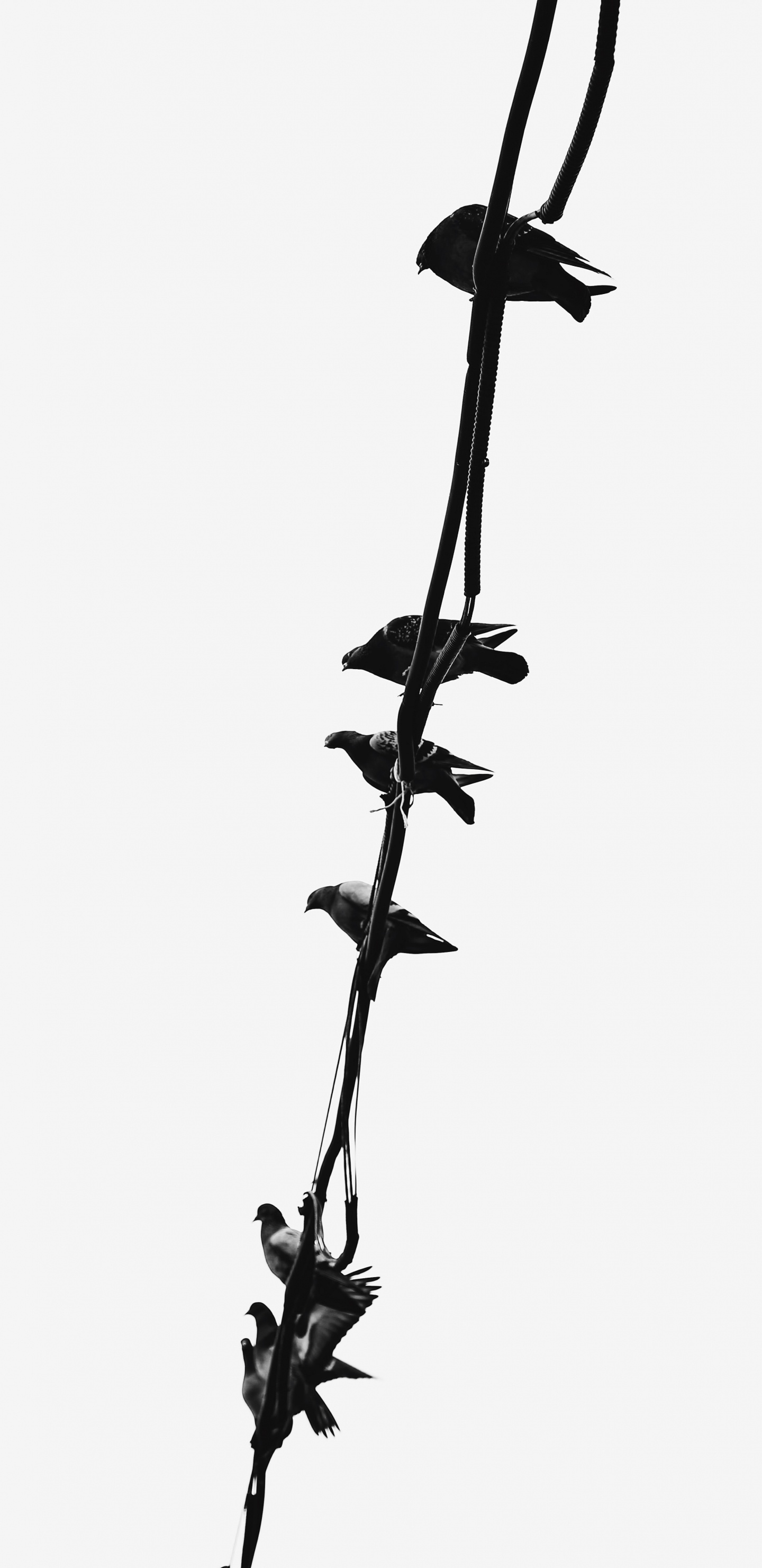 Oiseau Noir et Blanc Sur Une Branche D'arbre Noir. Wallpaper in 1440x2960 Resolution