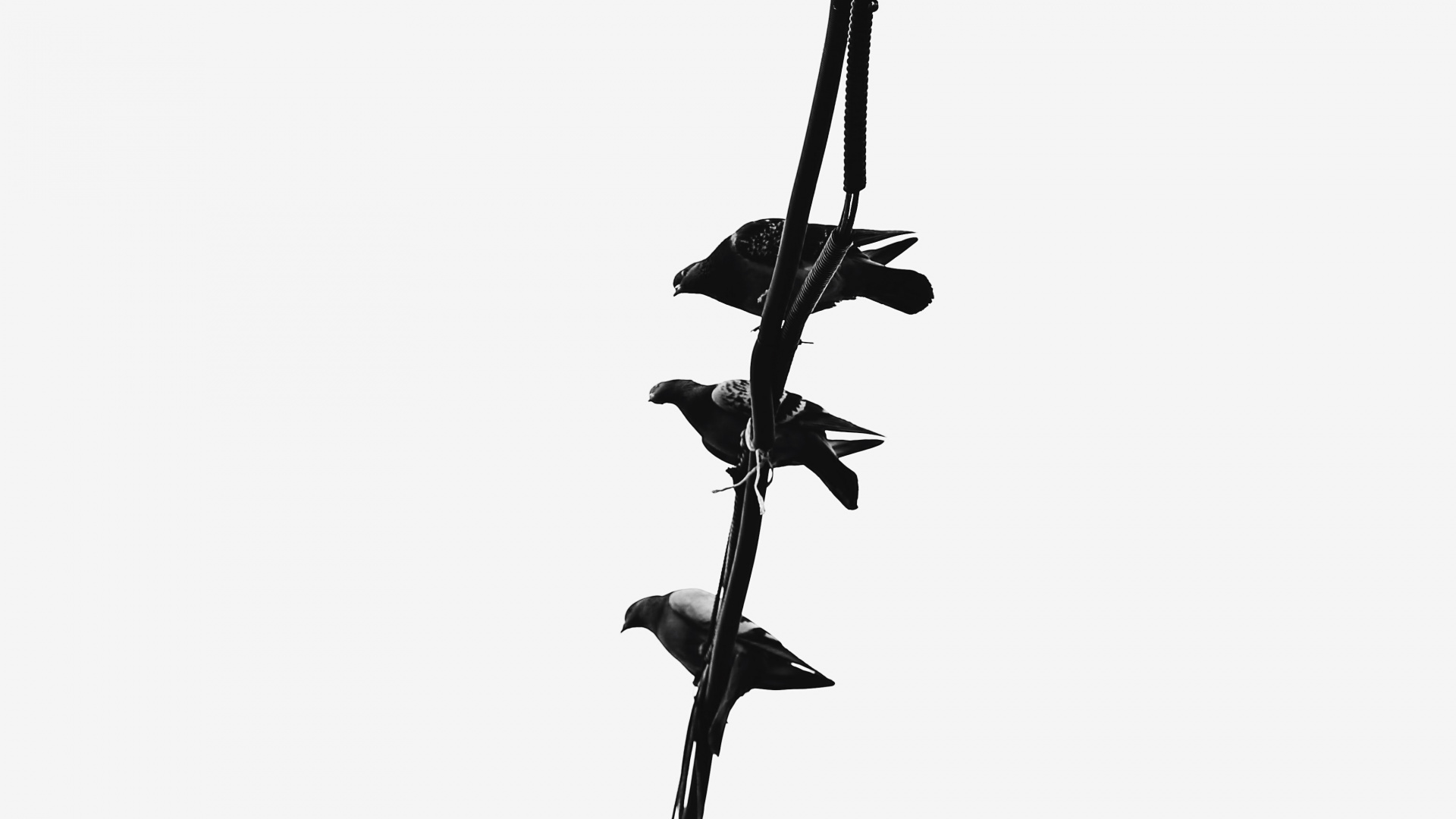 Oiseau Noir et Blanc Sur Une Branche D'arbre Noir. Wallpaper in 1920x1080 Resolution