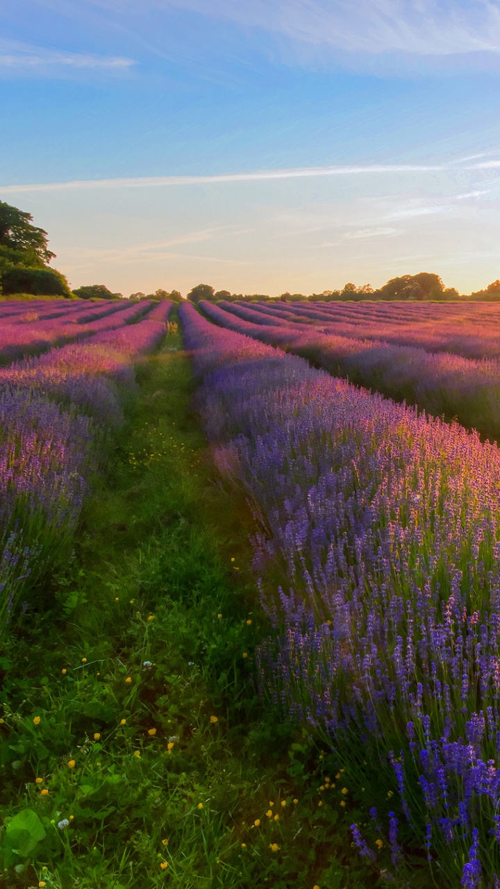 Green Grass Field Under Blue Sky During Daytime. Wallpaper in 720x1280 Resolution