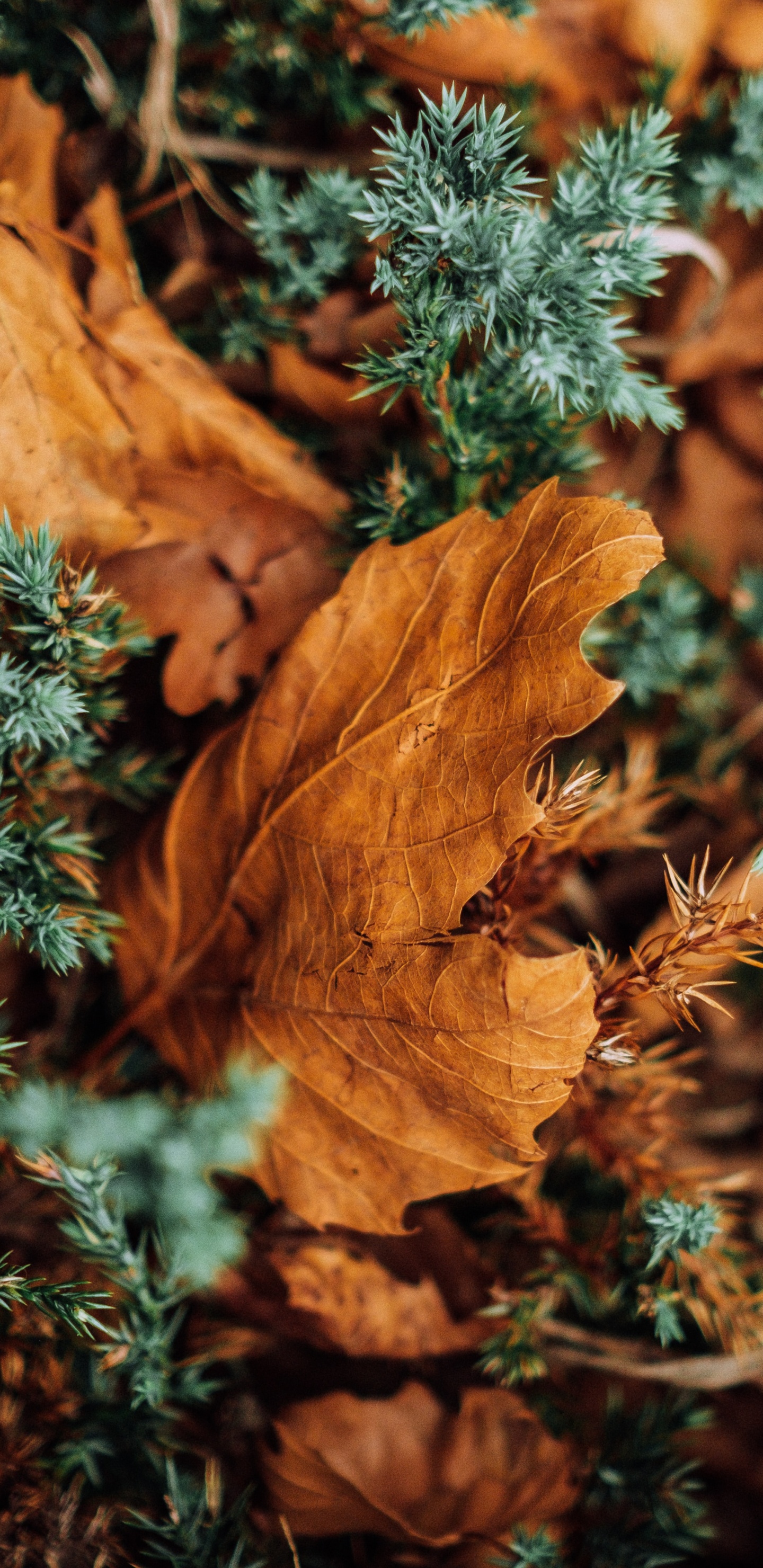 Brown Dried Leaves on Green Grass. Wallpaper in 1440x2960 Resolution