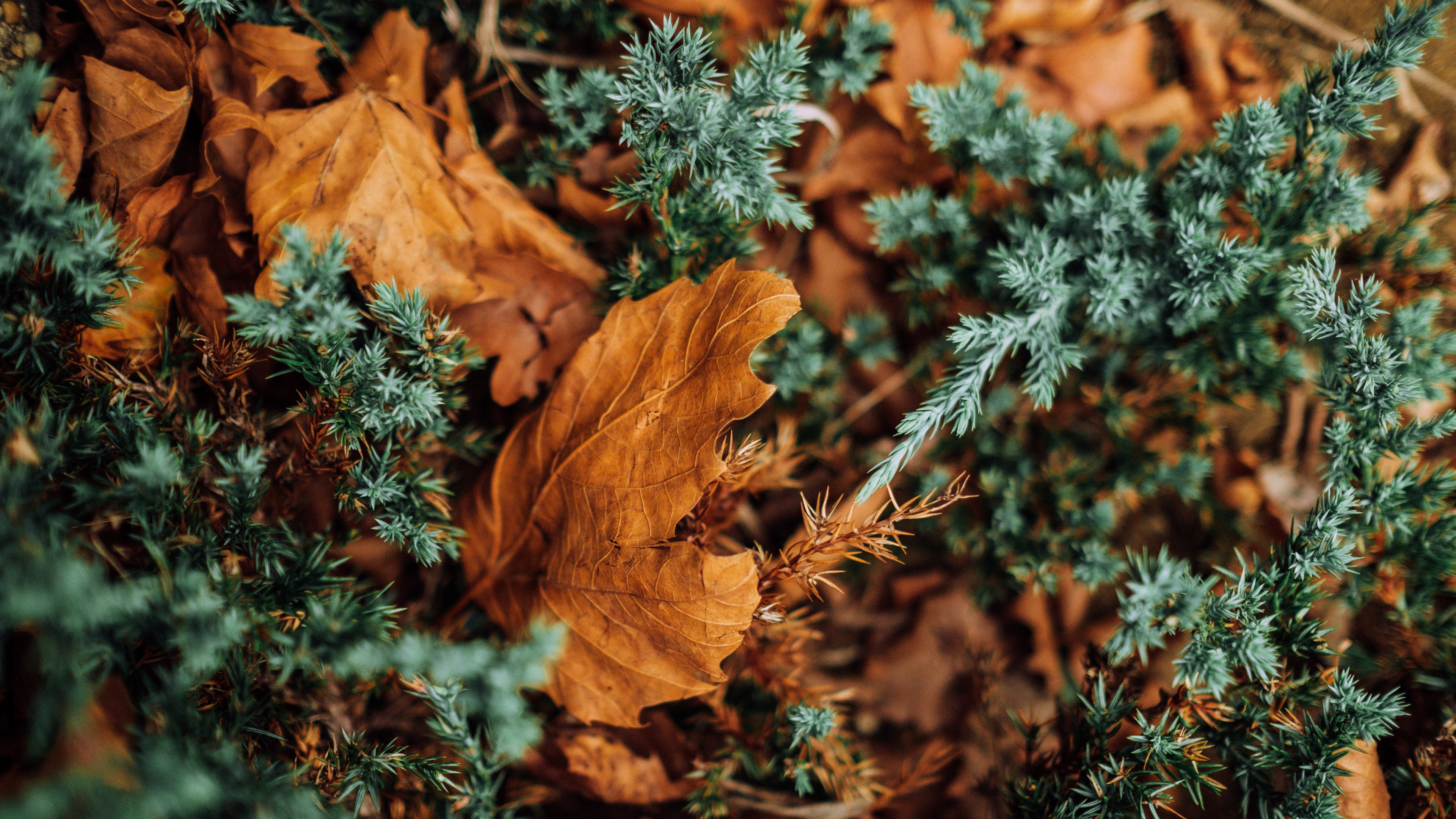 Brown Dried Leaves on Green Grass. Wallpaper in 3840x2160 Resolution