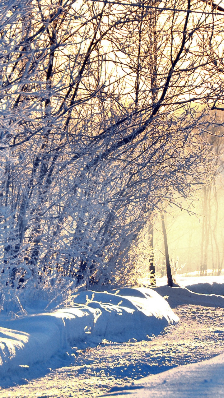 Arbres Couverts de Neige Pendant la Journée. Wallpaper in 720x1280 Resolution