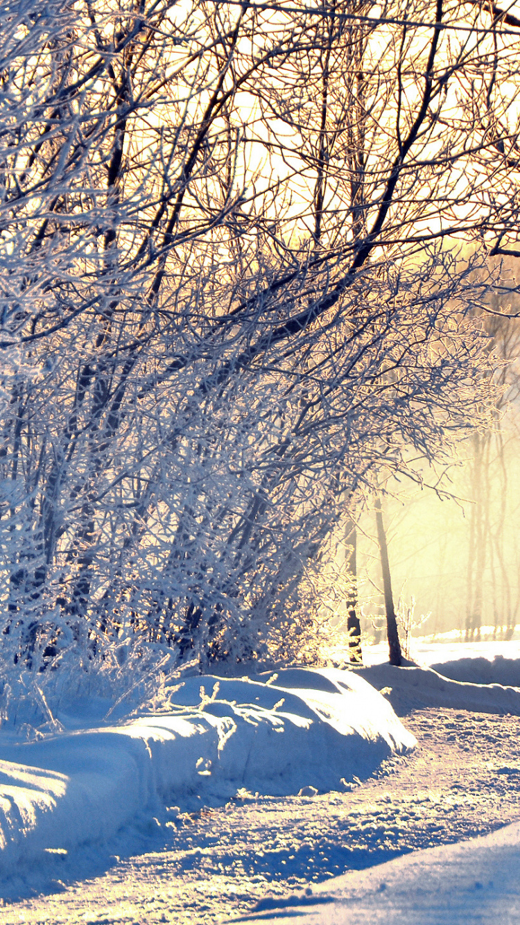 Snow Covered Trees During Daytime. Wallpaper in 750x1334 Resolution