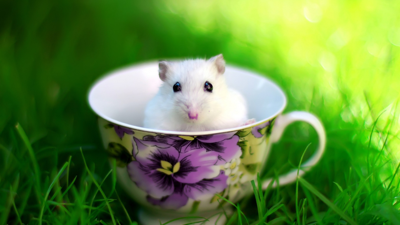 Souris Blanche Dans Une Tasse en Céramique Florale Blanche et Violette. Wallpaper in 1366x768 Resolution