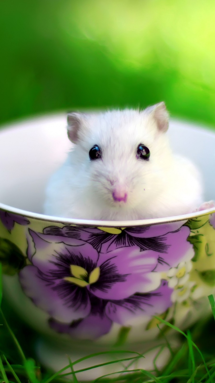 Souris Blanche Dans Une Tasse en Céramique Florale Blanche et Violette. Wallpaper in 750x1334 Resolution