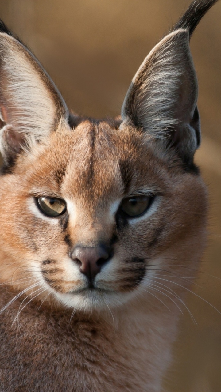 Brown and Black Cat in Close up Photography. Wallpaper in 720x1280 Resolution