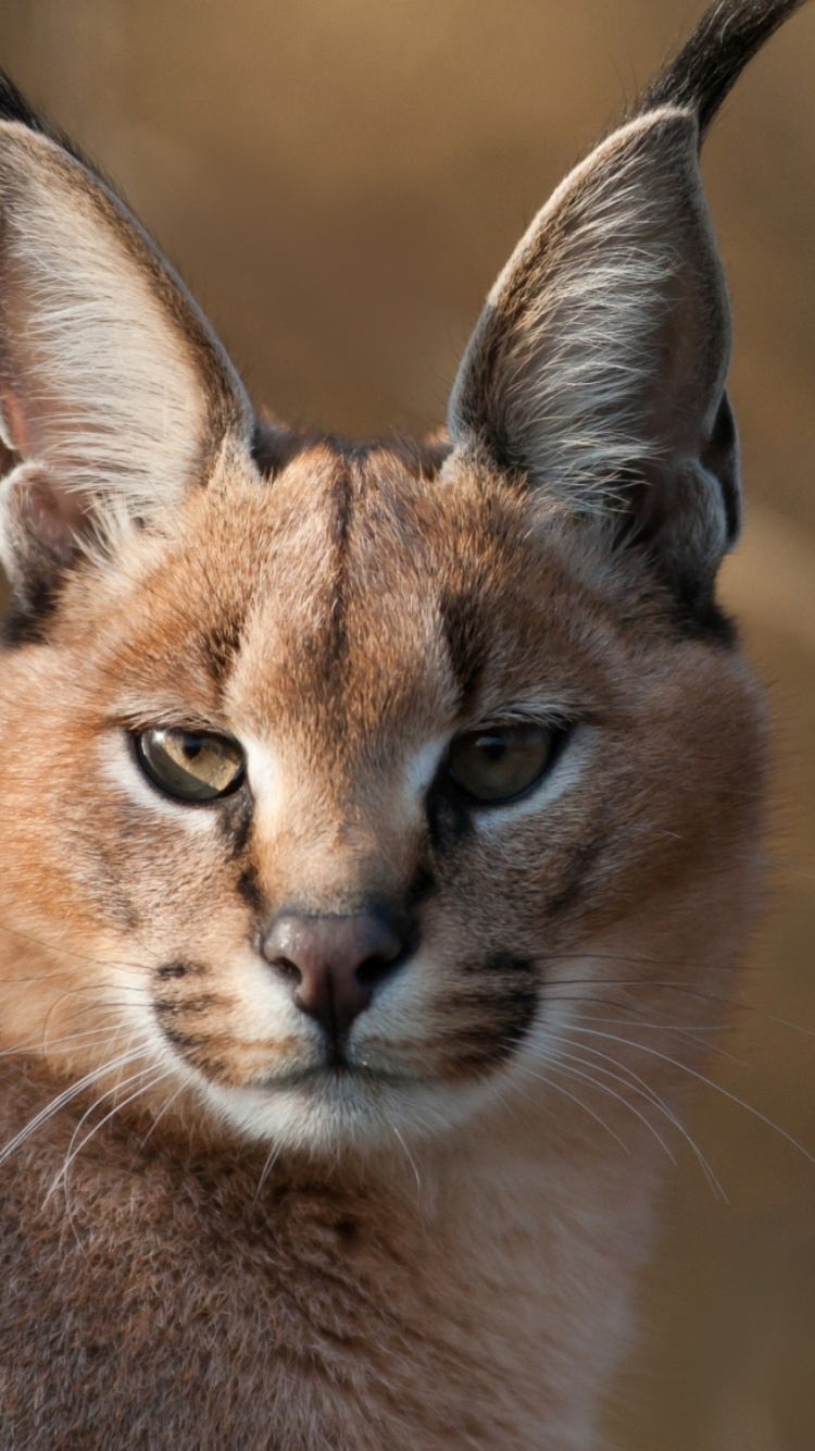 Brown and Black Cat in Close up Photography. Wallpaper in 750x1334 Resolution