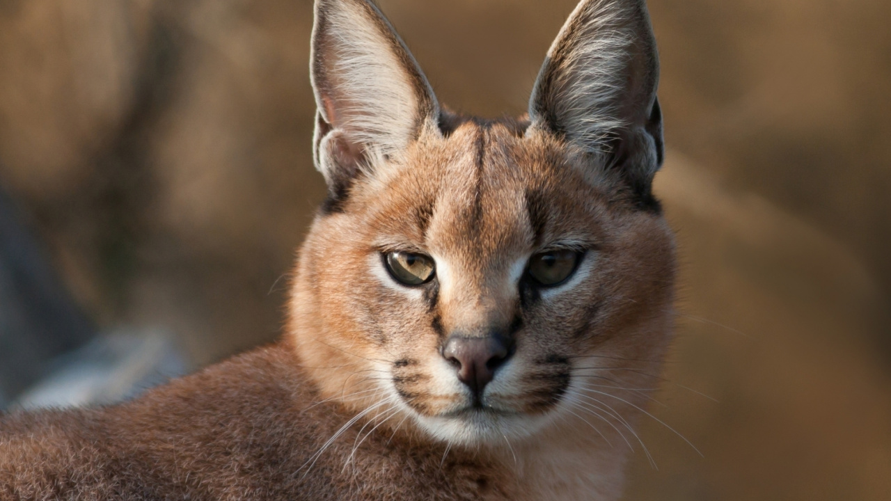 狞, 小猫, 野生动物, 陆地动物 壁纸 1280x720 允许