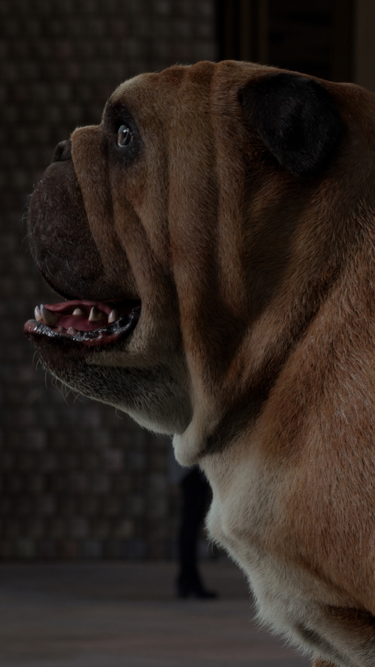 Brown and White Short Coated Dog. Wallpaper in 750x1334 Resolution