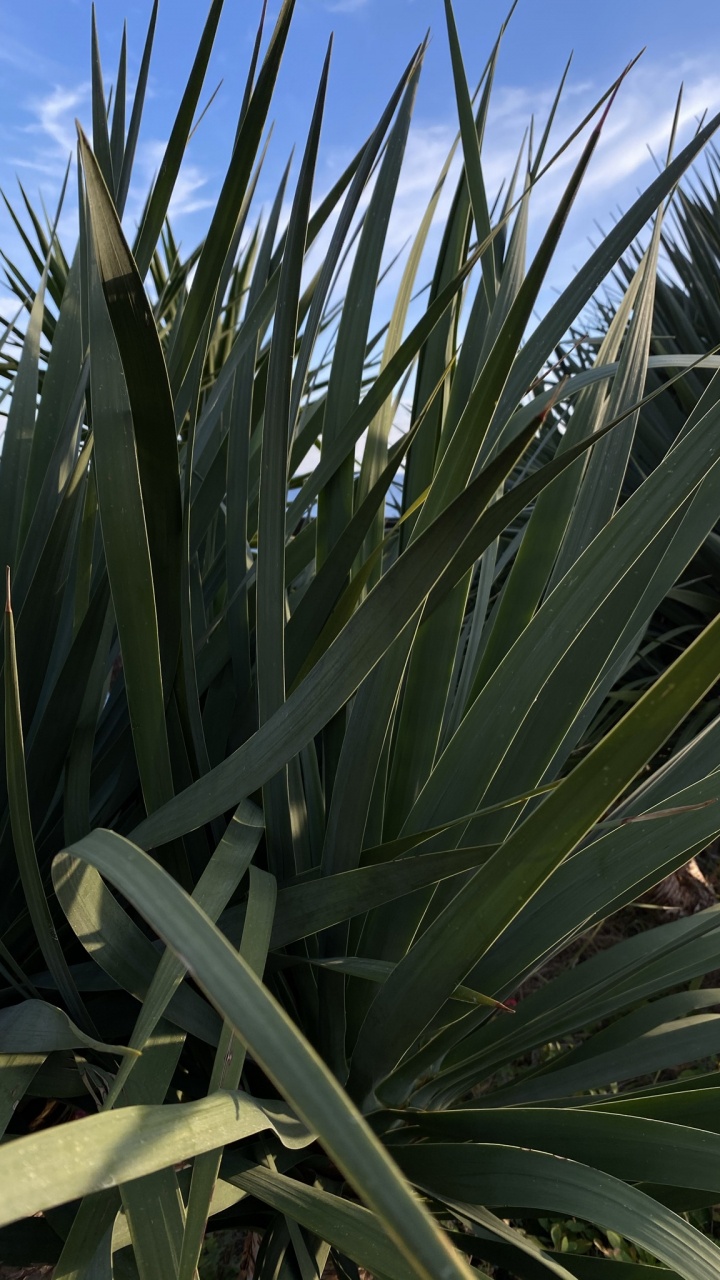 Vegetation, Leaf, Plant Stem, Saw Palmetto, Plant Community. Wallpaper in 720x1280 Resolution