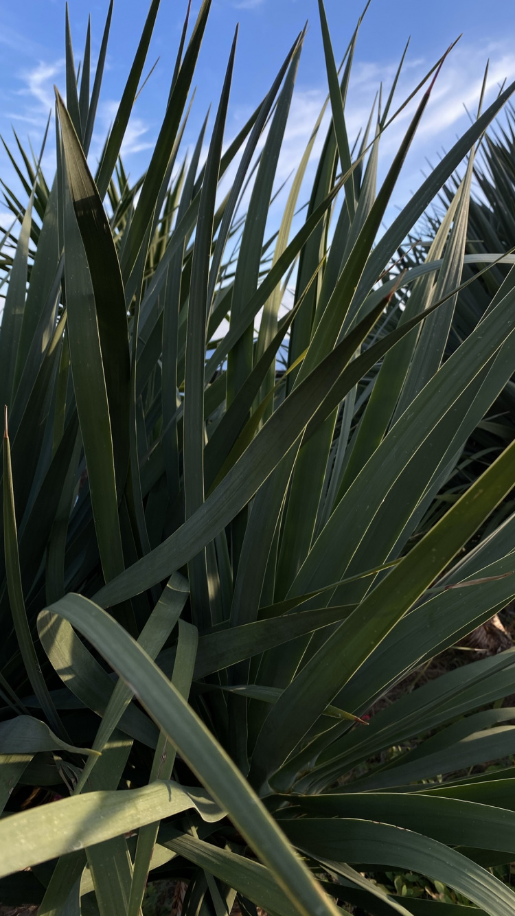 Vegetation, Leaf, Plant Stem, Saw Palmetto, Plant Community. Wallpaper in 750x1334 Resolution