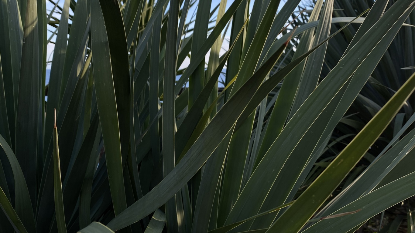 植被, 植物干, 植物群, 陆地上的植物, 草 壁纸 1366x768 允许